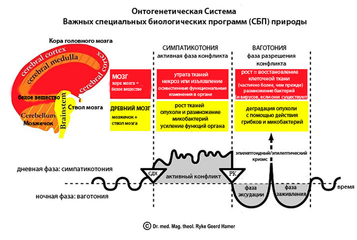 Райк гир хаммер научная карта германской новой медицины